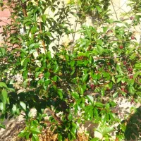 رهن واجاره باغ بر جاده امیریه مناسب کافه ومراسمات|اجارهٔ خانه و ویلا|بسطام, |دیوار