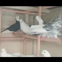 کفتر کبوتر عصاره یک عمر کفتر هوا کردن