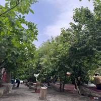 استراحت و تفریح خانوادگی در تنها مجتمع جنگلی یزد|تور و چارتر|یزد, |دیوار