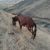 قاتر|حیوانات مزرعه|کلات (خراسان), |دیوار