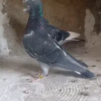 جان اردن نره