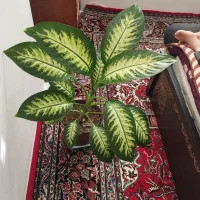 گل دیفن باخیا