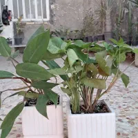 گلدان و گل ارزان|گل و گیاه طبیعی|لالی, |دیوار