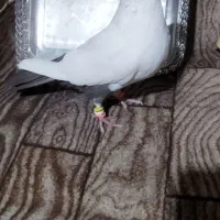 کفتر رنگی دمبی و کله دمبی و دوکتی ماده|پرنده|قم, دروازه ری|دیوار