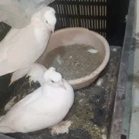 کفتر یاهو