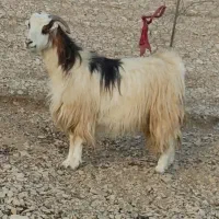 بز داشتی جوان دوقلو زا 50 روز ابست|حیوانات مزرعه|ایلام, |دیوار