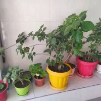 تعدادی گل طبیعی|گل و گیاه طبیعی|خرمدره, |دیوار