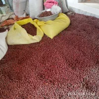 عناب|خوردنی و آشامیدنی|جلگه ماژان, |دیوار