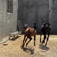 مادیان و کره اسب|اسب و تجهیزات اسب‌سواری|ماهیدشت, |دیوار