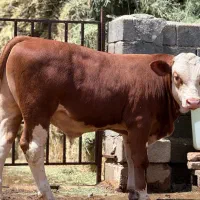 خرید گوساله و گوسفند برای مشتری