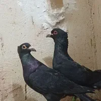 یک جفت کلاغ کلایی اصل سیستانی|پرنده|کرمان, |دیوار