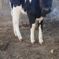 گوساله ماده|حیوانات مزرعه|تربت جام, میان جام|دیوار