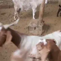 دو عدد بز سانن پاکستانی ودو عدد نر بز|حیوانات مزرعه|هشتگرد, هیو|دیوار