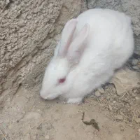 خرگوش معاوضه میکنم با کبوتر