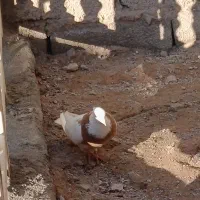 کبوتر|پرنده|تبریز, |دیوار