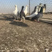 کبوترخطی|پرنده|اقبالیه, |دیوار