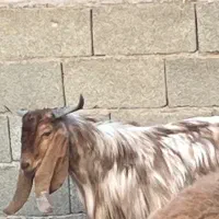 بز نر پاکستانی|حیوانات مزرعه|بشاریات, |دیوار