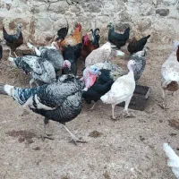 فروش بوقلمون محلی نر و ماده|حیوانات مزرعه|اندیمشک, |دیوار