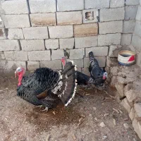 بوقلمون|حیوانات مزرعه|بیرجند, |دیوار