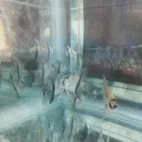 انجل|ماهی|اراک, |دیوار