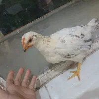 نیمچه