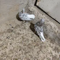 کبوتر کوهی دم سفید در سوسنگرد|پرنده|سوسنگرد, |دیوار