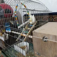 عروس هلندی جفت|پرنده|ابهر, |دیوار