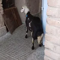 قوچ