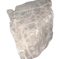 فسیل قطعه درختی میلیون ساله|کلکسیون اشیاء عتیقه|تهران, آذربایجان|دیوار