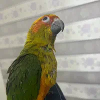 طوطی خورشیدی بازیگوش