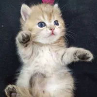 گربه بریتیش گلد