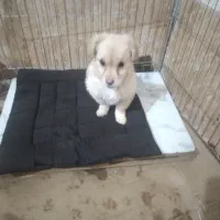 توله ماده میخوام واگذاری