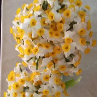 مقدار زیادی گل نرگس به فروش میرسد