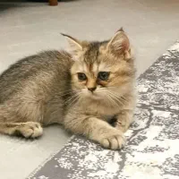 گربه جفت|گربه|اراک, |دیوار