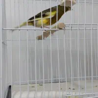 تعدادی قناری|پرنده|قزوین, |دیوار