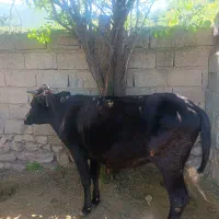 طوه چاق و چله نزائیده قربانی