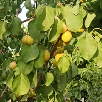 فروش چهار دیواری صحرا انقلاب بعد از انرژی اتمی|فروش زمین و ملک کلنگی|اصفهان, قهاب جنوبی|دیوار
