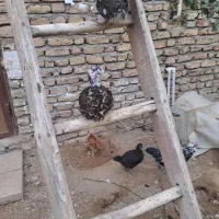 فروش مرغ و خروس نژاد گلین