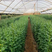 گل داودی تعداد/ در ۴ فصل سال|گل و گیاه طبیعی|پاکدشت, پاکدشت (مامازند)|دیوار