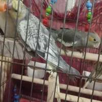 دوعد عروس هلندی دستی|پرنده|کرج, آق تپه|دیوار