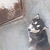 سگ هاسکی