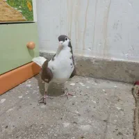 کفتر افغانی|پرنده|قرچک, قشلاق جیتو|دیوار