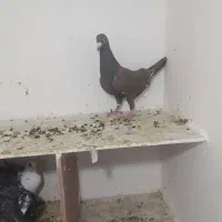 کفتر به شرط ضمانت|پرنده|مشهد, رده|دیوار