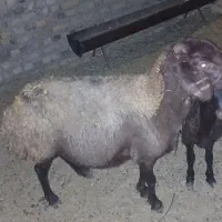 میش دندون سالم ۲۲۰ وبره نر زیر ۴۰کیلو ۳۳۰|حیوانات مزرعه|تایباد, |دیوار