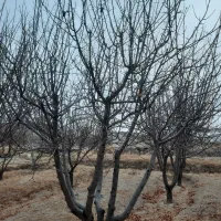 سلام هرس  تخصصی انواع درختان میوه وغیره