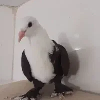 بازی