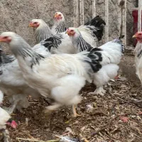 جفت طاووس سفید .برهما برولایت.طوقی|پرنده|یزد, |دیوار