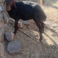 بره نر قربانی درجه یک فقط ۱۴میلیون