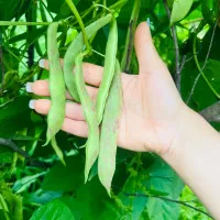 سس پیله|خوردنی و آشامیدنی|فومن, |دیوار
