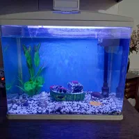 اکواریوم ماهیران